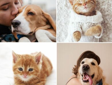 Animaux et accessoires : guide complet pour bien choisir et vendre en ligne