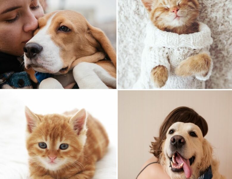Animaux et accessoires : guide complet pour bien choisir et vendre en ligne